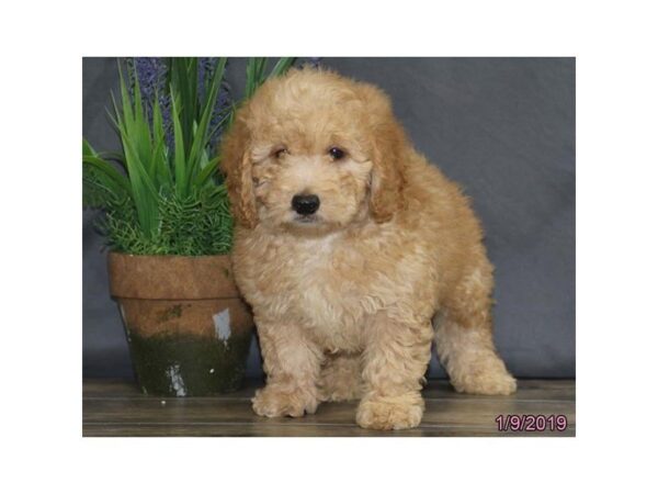 Goldendoodle Mini DOG Male Golden 5305 Petland Montgomery, Alabama