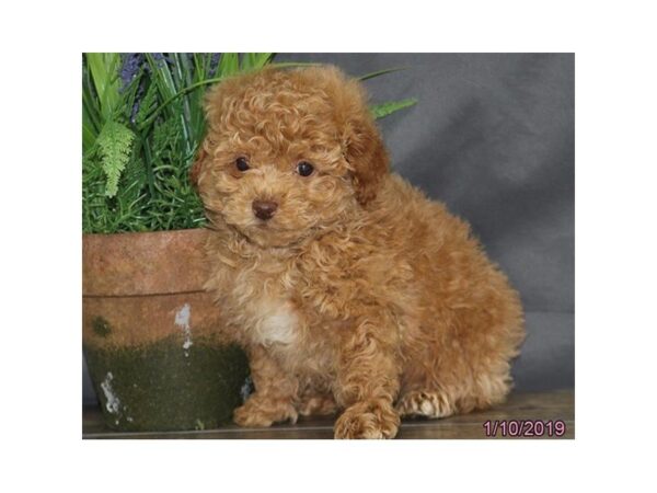 Poodle DOG Male Apricot 5308 Petland Montgomery, Alabama