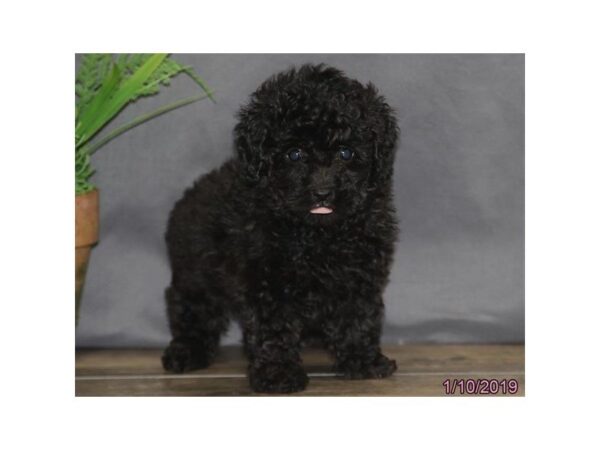 Poodle DOG Female Black 5309 Petland Montgomery, Alabama