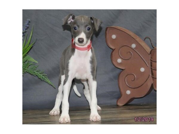 Italian Greyhound DOG Female Blue 5311 Petland Montgomery, Alabama