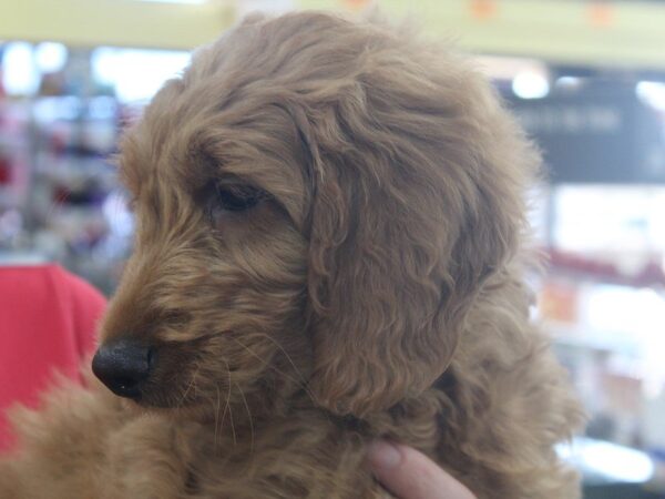 Goldendoodle 2nd Gen-DOG-Male-Red-5294-Petland Montgomery, Alabama