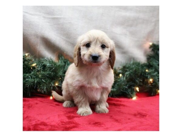 Goldendoodle Mini DOG Female Golden 5312 Petland Montgomery, Alabama