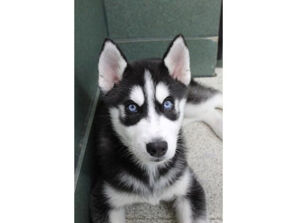 Siberian Husky DOG Male Black / White 5306 Petland Montgomery, Alabama