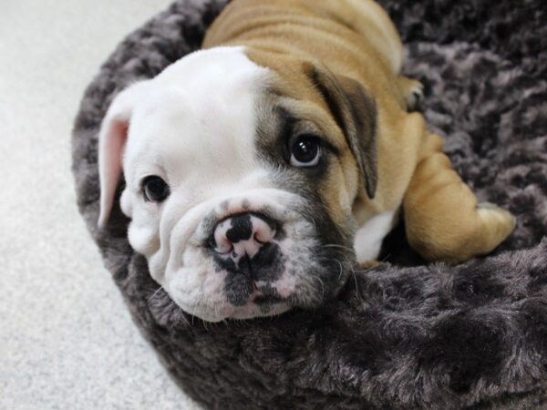 English Bulldog-DOG-Male-Red / White-5307-Petland Montgomery, Alabama