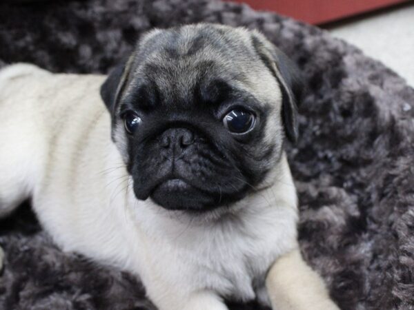 Pug-DOG-Male-Fawn-5313-Petland Montgomery, Alabama