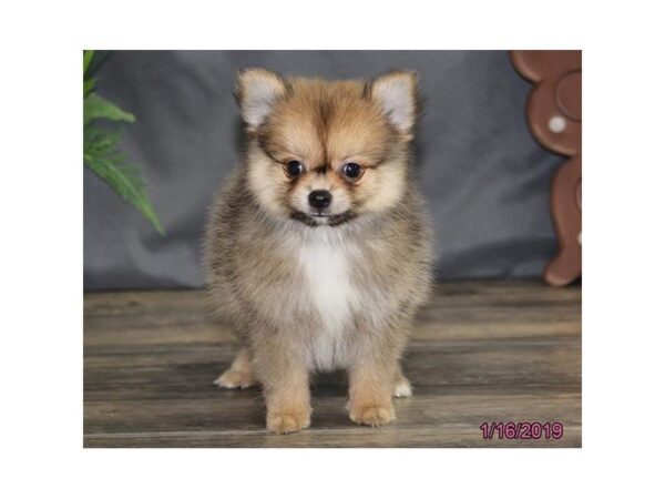 Pomeranian DOG Male Chocolate Sable 5320 Petland Montgomery, Alabama