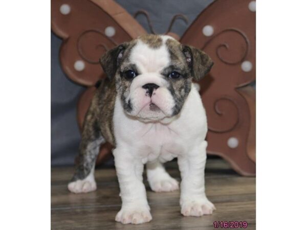 English Bulldog DOG Female Brindle / White 5318 Petland Montgomery, Alabama