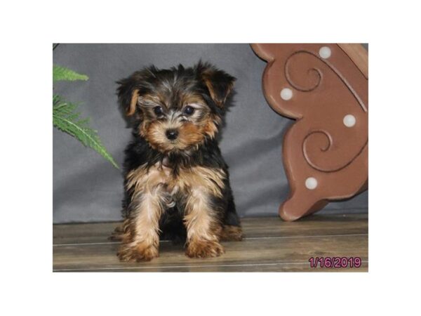 Yorkshire Terrier DOG Female Black / Gold 5317 Petland Montgomery, Alabama