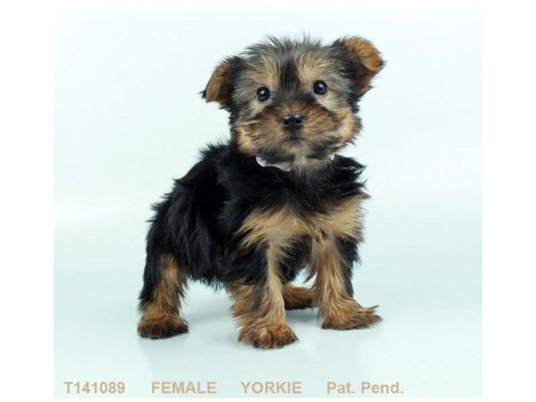 Yorkshire Terrier DOG Female BLK & TN 5327 Petland Montgomery, Alabama