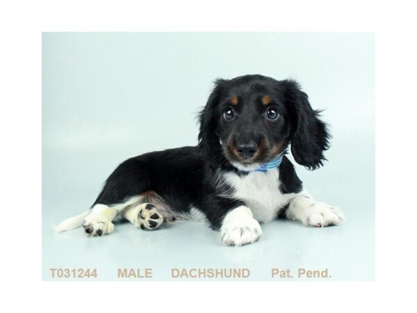 Dachshund-DOG-Male-BLK & TN-5326-Petland Montgomery, Alabama
