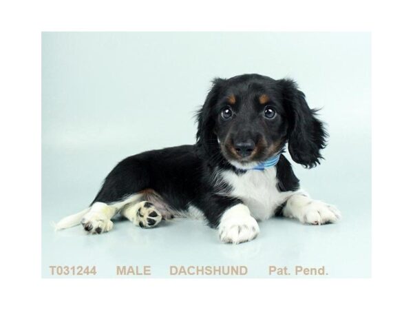 Dachshund DOG Male BLK & TN 5326 Petland Montgomery, Alabama