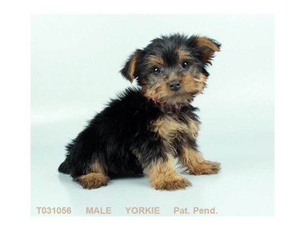 Yorkshire Terrier DOG Male BLK & TN 5325 Petland Montgomery, Alabama