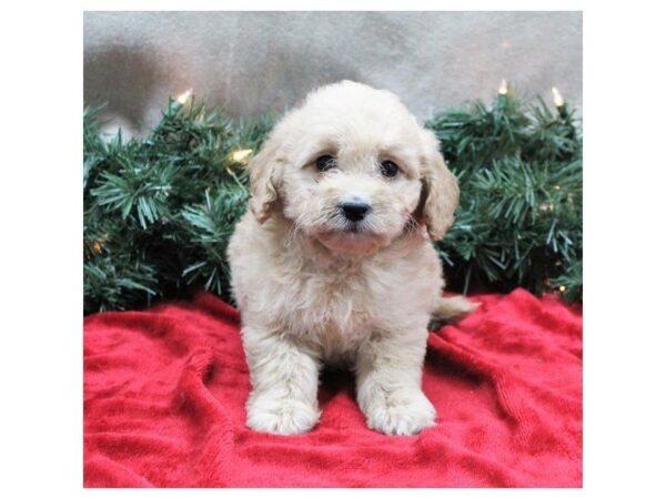 Goldendoodle Mini DOG Female Golden 5324 Petland Montgomery, Alabama