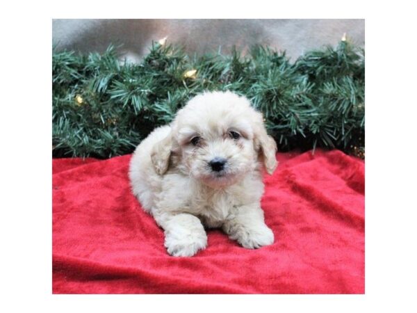 Goldendoodle Mini DOG Female Golden 5323 Petland Montgomery, Alabama