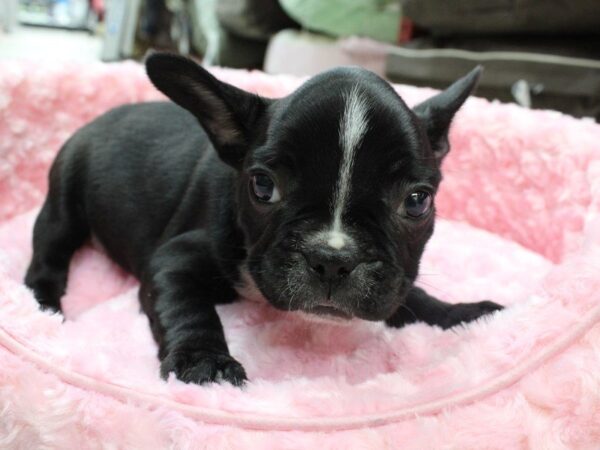 French Bulldog DOG Female black with white 5328 Petland Montgomery, Alabama