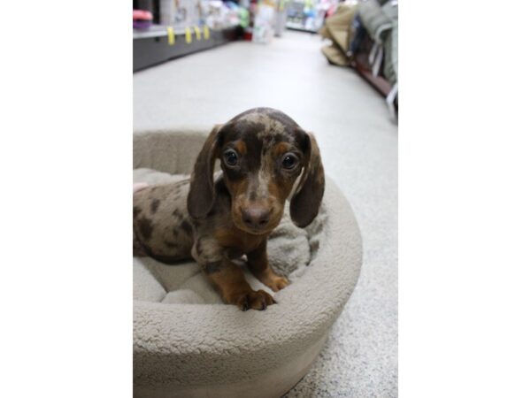 Dachshund DOG Female Chocolate 5321 Petland Montgomery, Alabama