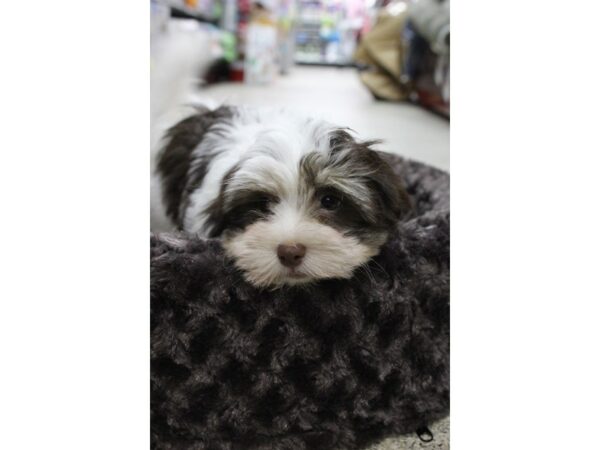 Havanese DOG Female Chocolate / White 5314 Petland Montgomery, Alabama