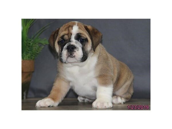 English Bulldog DOG Female Red / White 5329 Petland Montgomery, Alabama