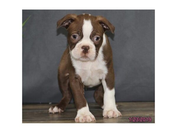 Boston Terrier DOG Male Seal / White 5330 Petland Montgomery, Alabama