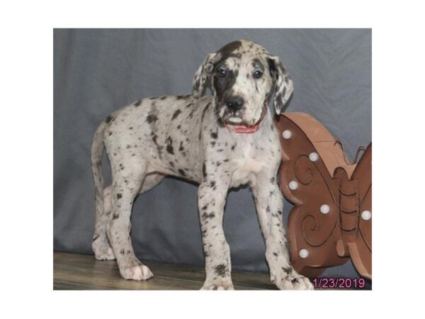 Great Dane DOG Female Merle 5331 Petland Montgomery, Alabama