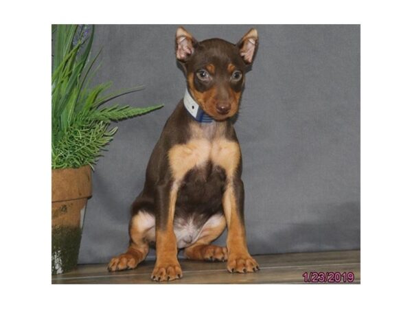 Miniature Pinscher DOG Male Chocolate 5332 Petland Montgomery, Alabama