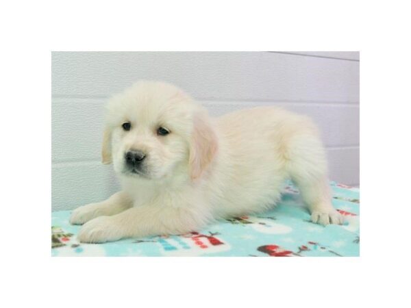 Golden Retriever DOG Female Light Golden 5333 Petland Montgomery, Alabama