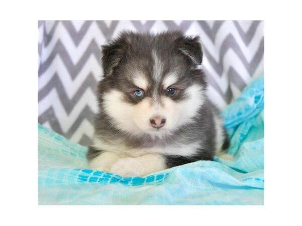 Pomsky DOG Male Black / White 5334 Petland Montgomery, Alabama