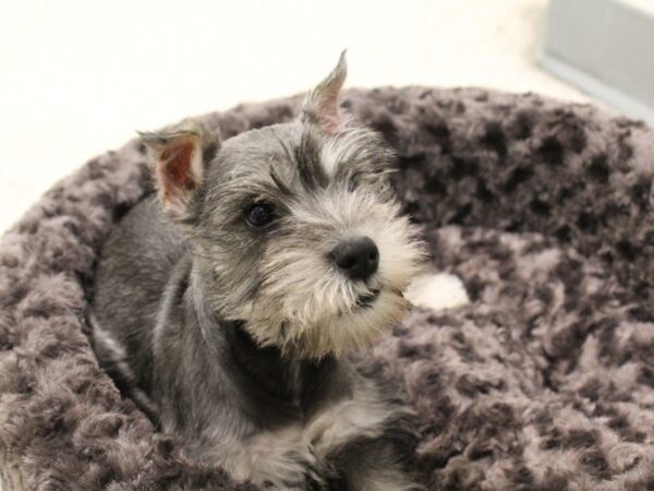 Miniature Schnauzer DOG Male Salt / Pepper 5316 Petland Montgomery, Alabama