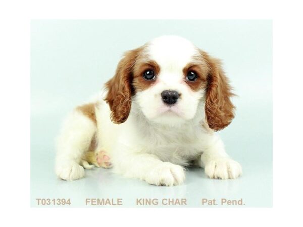 Cavalier King Charles-DOG-Female-BHEIM-5339-Petland Montgomery, Alabama