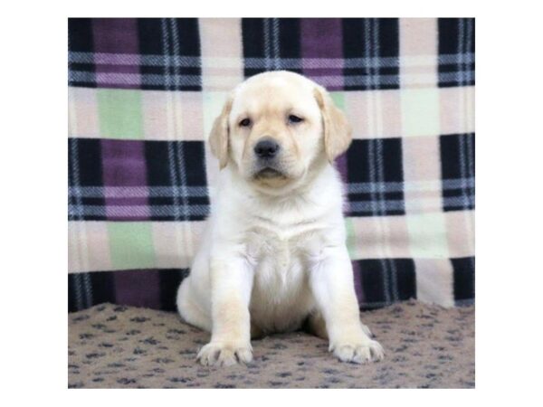 Labrador Retriever DOG Female Yellow 5337 Petland Montgomery, Alabama