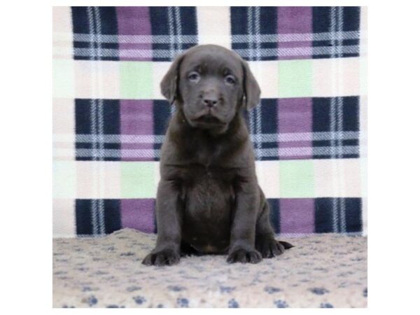 Labrador Retriever-DOG-Female-Chocolate-5338-Petland Montgomery, Alabama