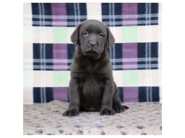 Labrador Retriever DOG Female Chocolate 5338 Petland Montgomery, Alabama