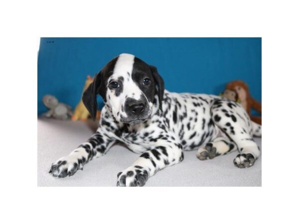 Dalmatian DOG Female Black / White 5342 Petland Montgomery, Alabama