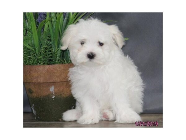 Maltese DOG Female White 5344 Petland Montgomery, Alabama