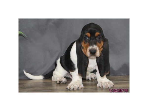 Basset Hound DOG Female Black White / Tan 5345 Petland Montgomery, Alabama