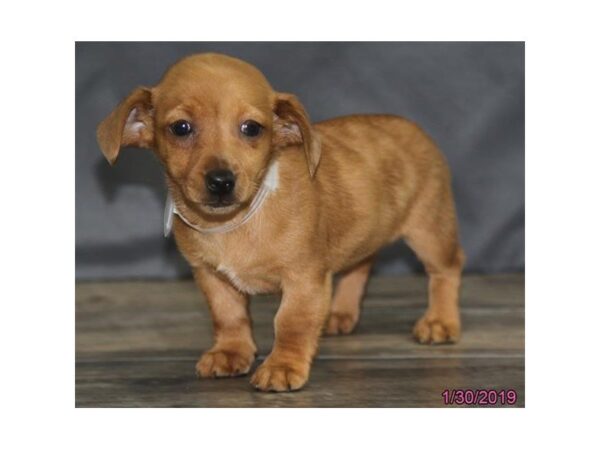 Dachshund-DOG-Female-Red-5346-Petland Montgomery, Alabama