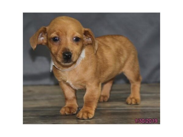 Dachshund DOG Female Red 5346 Petland Montgomery, Alabama