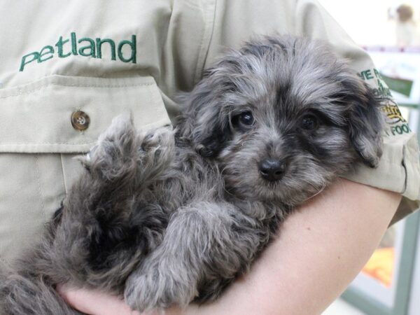 Mini Aussie Doodle DOG Male blue merle 5340 Petland Montgomery, Alabama