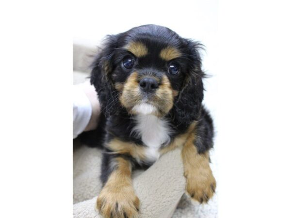 Cavalier King Charles Spaniel DOG Male Black / Tan 5343 Petland Montgomery, Alabama