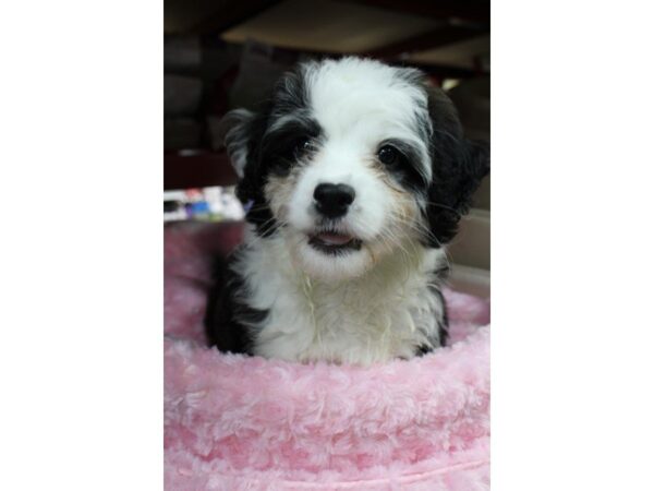 Mini Aussie Doodle DOG Female Black 5335 Petland Montgomery, Alabama