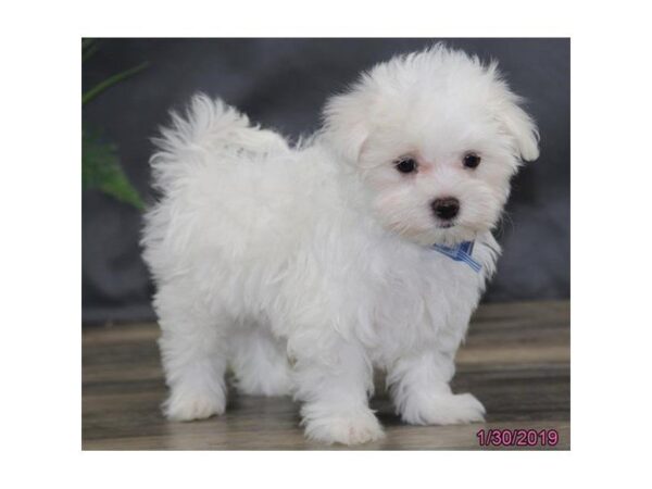 Maltese DOG Male White 5347 Petland Montgomery, Alabama