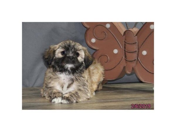 Lhasa Apso DOG Female Red 5349 Petland Montgomery, Alabama