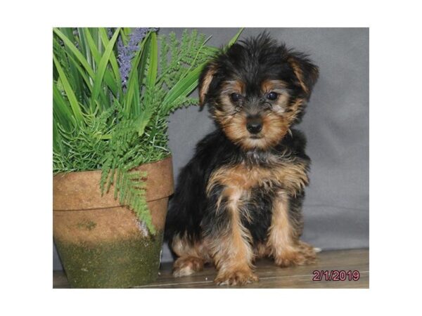 Yorkshire Terrier DOG Female Black / Gold 5351 Petland Montgomery, Alabama