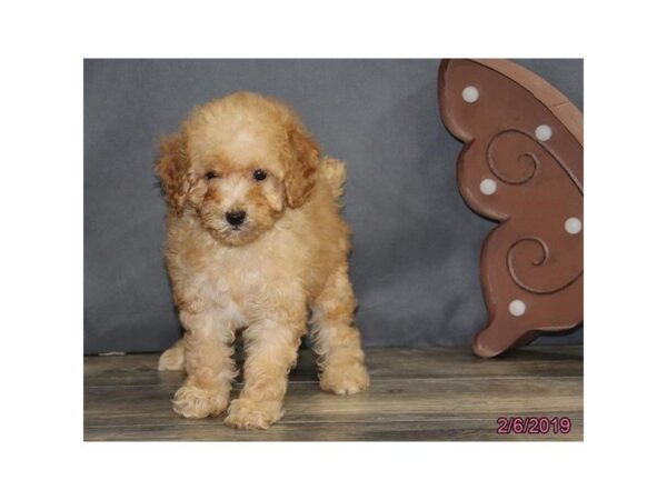 Poodle-DOG-Female-Red-5354-Petland Montgomery, Alabama
