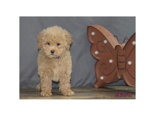 Poodle DOG Male Apricot 5355 Petland Montgomery, Alabama