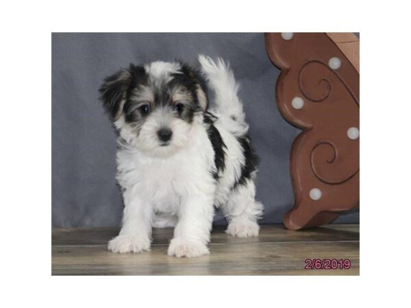 Morkie DOG Female Black / White 5356 Petland Montgomery, Alabama