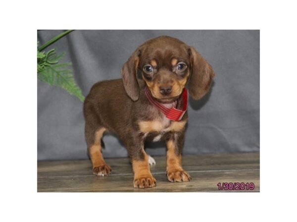 Dachshund DOG Female Chocolate 5358 Petland Montgomery, Alabama