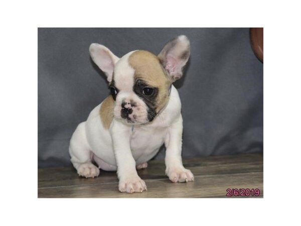 French Bulldog DOG Female Fawn 5360 Petland Montgomery, Alabama