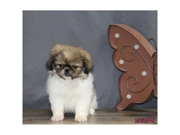 Pekingese-DOG-Female-Sable / White-5362-Petland Montgomery, Alabama