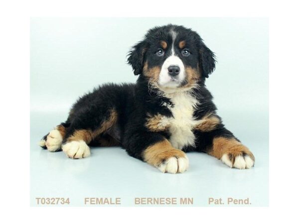 Bernese Mnt. Dog DOG Female BLK TN & WH 5365 Petland Montgomery, Alabama